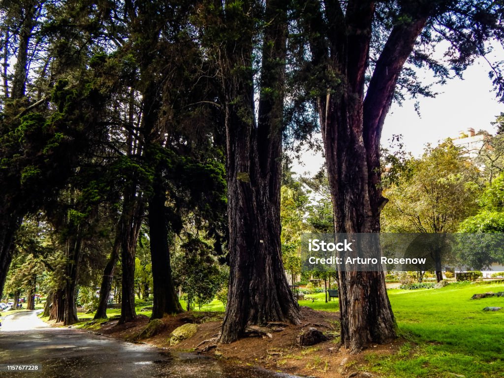 Grands arbres à côté d'une route pavée dans un parc public - Photo de Arbre libre de droits
