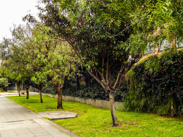 istock Trees in a sidewalk in front of a residential building 1157677263