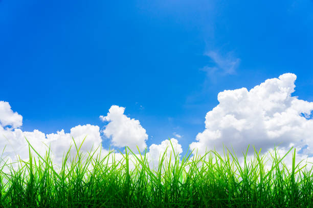 istock Clouds and sky with green grass natural background. 1157678996