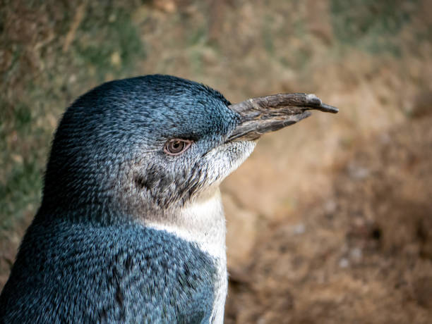istock Portrait of a Little Blue Penguin 1157679064