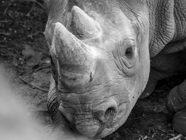 istock Portrait of a Sleeping Black Rhinoceros 1157679089