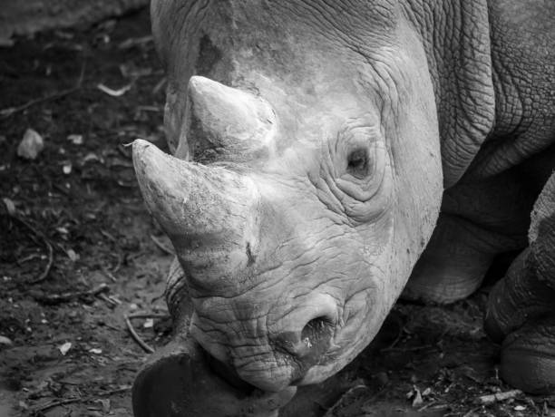 great indian Rhinoceros eating hay, Rhino diet, Vulnerable animal specie from India