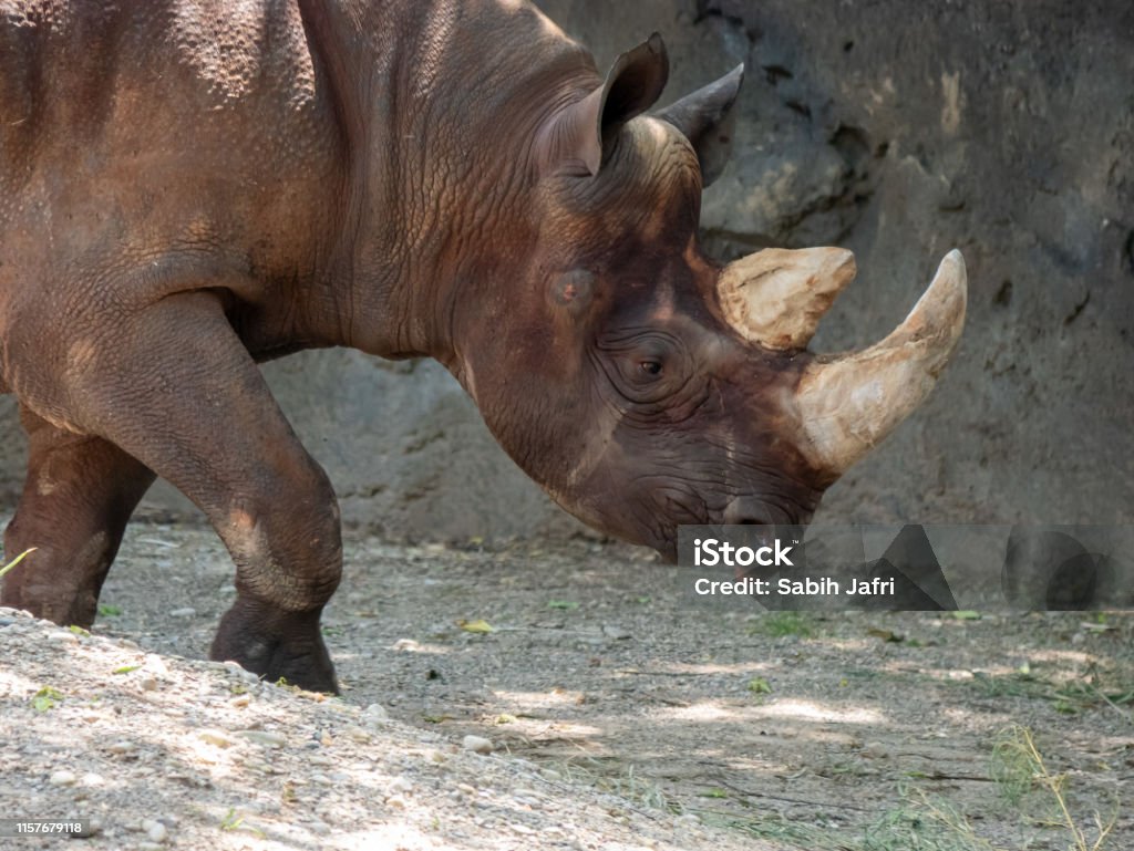 A Black Rhinoceros Walking Around Africa Stock Photo