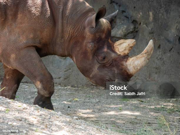 A Black Rhinoceros Walking Around Stock Photo - Download Image Now - Africa, Animal, Animal Body Part