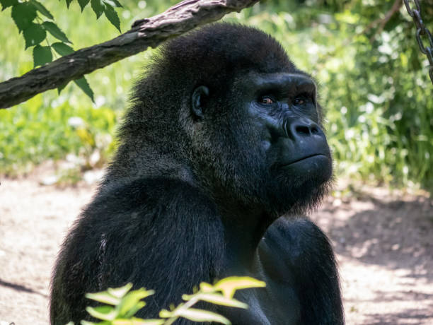 istock Portrait of a Suspicious Gorilla 1157679126
