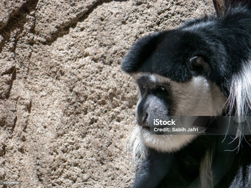 Portrait of a Black and White Colobus Monkey Above Stock Photo