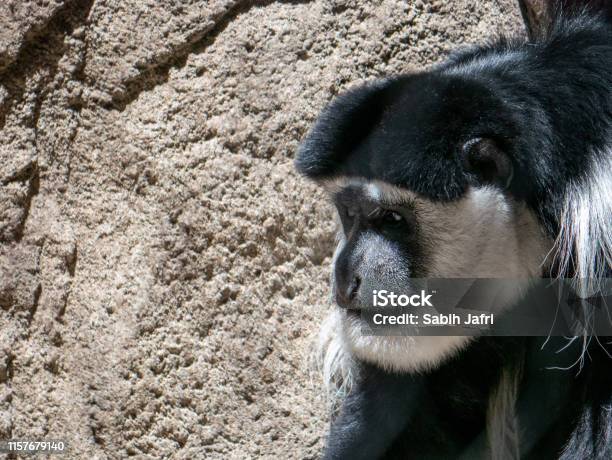 Portrait Of A Black And White Colobus Monkey Stock Photo - Download Image Now - Above, Africa, Animal