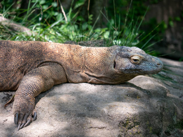 istock Portrait of a Komodo Dragon 1157679158
