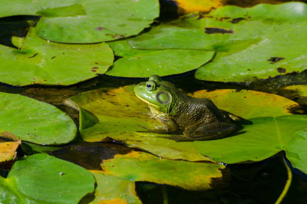 istock Bullfrog and Water Lily Leaves 1157681683
