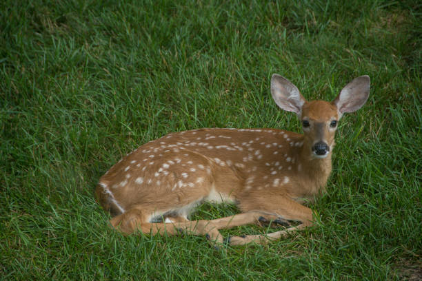 istock Deer - Young fawn rests on suburban lawn 1157681781