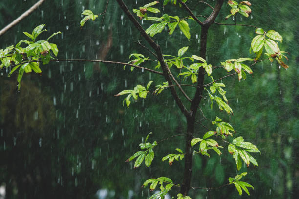 istock Closeup nature view of tree on raining day 1157682483