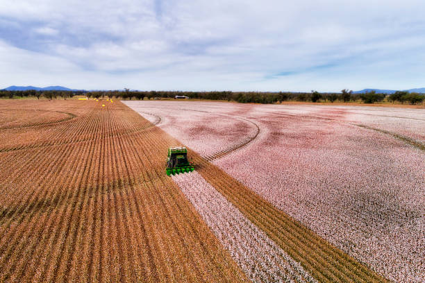 d cotton combine front dist - coton photos et images de collection