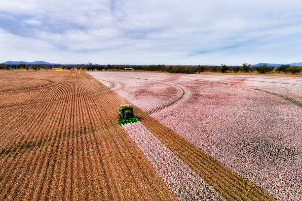 D Cotton COmbine Front DIst Flat cultivated agricultural farm fields of Australia under cotton plants during harvesting season with combine tractor picking white snow cotton boxes. cotton stock pictures, royalty-free photos & images