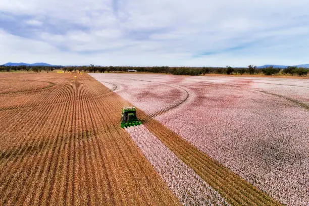 Flat cultivated agricultural farm fields of Australia under cotton plants during harvesting season with combine tractor picking white snow cotton boxes.