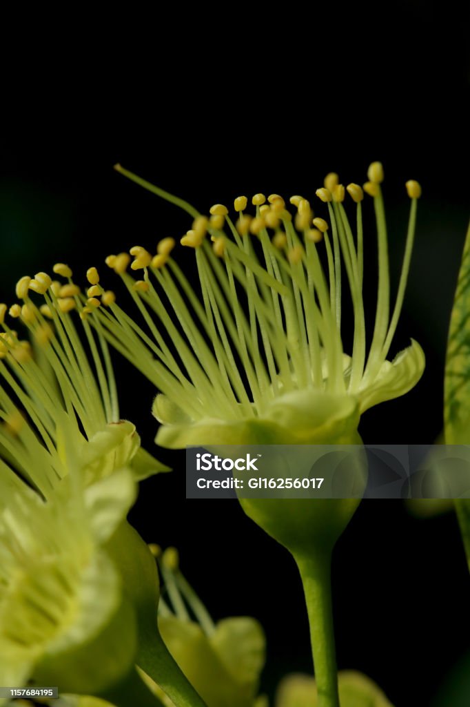 golden penda species yellow of golden penda in nature Beauty Stock Photo