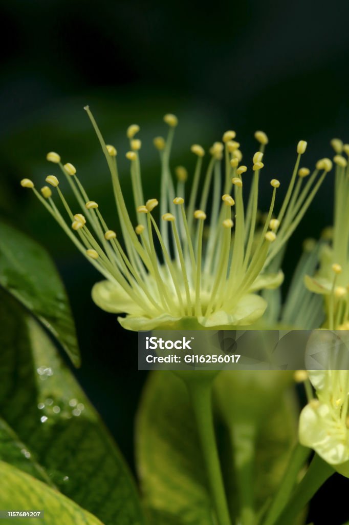 golden penda species yellow of golden penda in nature Beauty Stock Photo