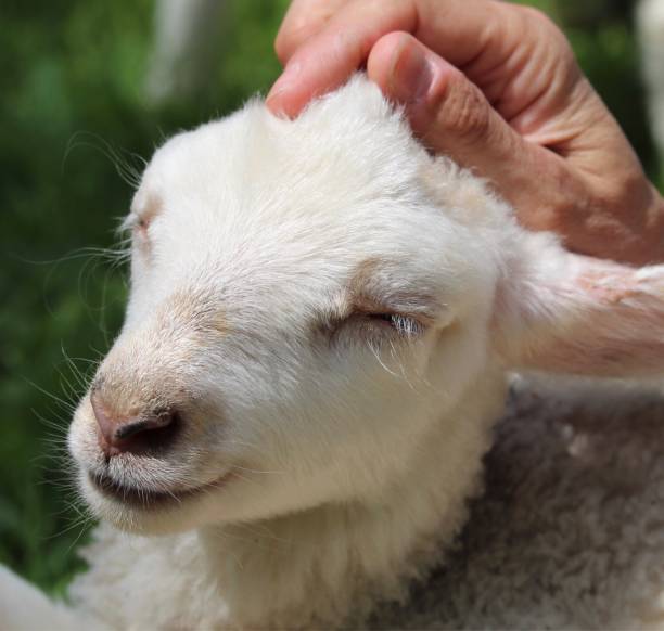 istock Animal reiki healing 1157684218