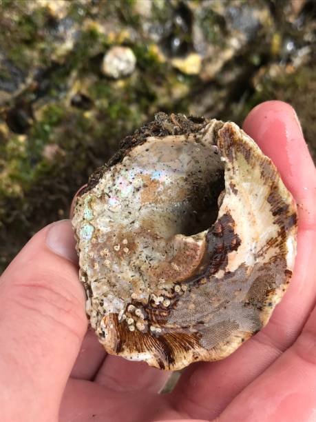 istock Sea shell in child’s hand 1157684446