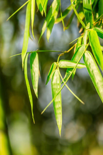 istock Green bamboo leaves nature background 1157684988
