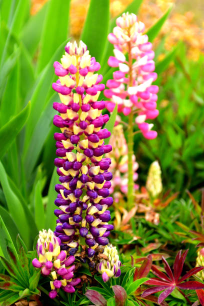 istock Lupinus / Lupine Flower 1157685126