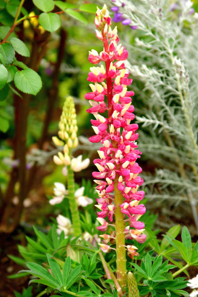 istock Lupinus / Lupine Flower 1157685133
