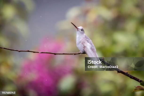 Photo libre de droit de Rare Blanc Leucistic Magnificent Hummingbird San Gerardo De Dota Costa Rica banque d'images et plus d'images libres de droit de Albinos