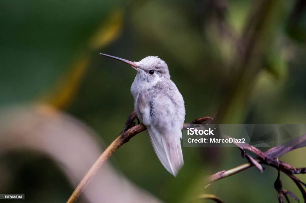 Rare blanc Leucistic Magnificent Hummingbird (Eugenes spectabilis) San Gerardo de Dota, Costa Rica - Photo de Albinos libre de droits