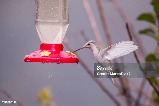 Photo libre de droit de Rare Blanc Leucistic Magnificent Hummingbird San Gerardo De Dota Costa Rica banque d'images et plus d'images libres de droit de Albinos