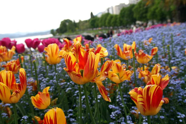 Flowers and Silvers in Canada