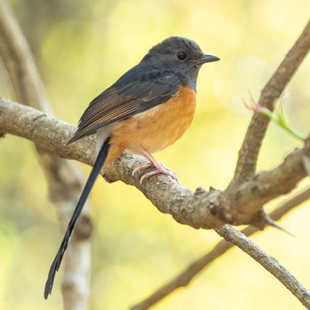 istock White-rumped Shama (Copsychus malabaricus) race 