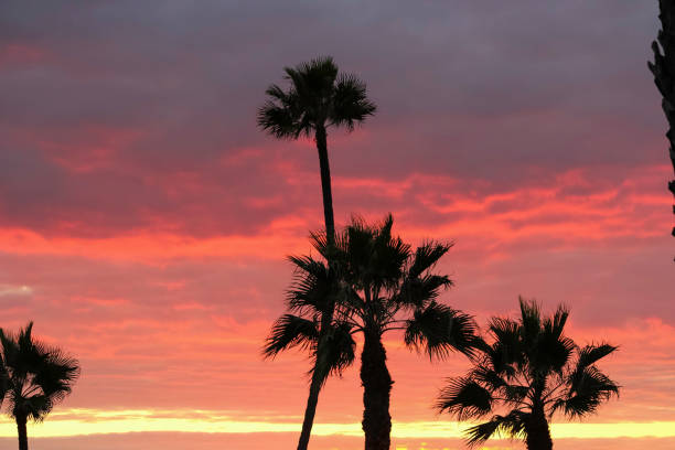 istock Pink Sunset Sky at San Clemente Pier with Palms 1157687487