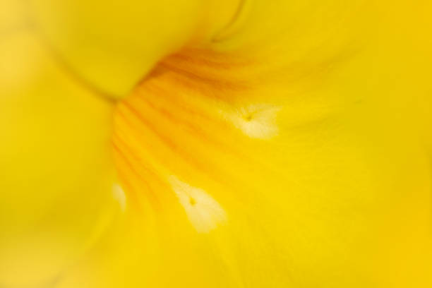 Close up Allamanda cathartica or golden trumpet flowers, selective focus,morning light. Allamanda cathartica blossom