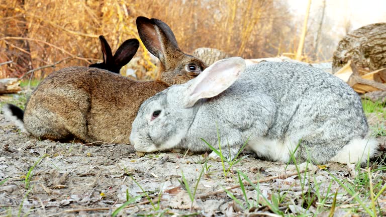 Southern Rabbits Mating 310+ Mating Rabbits Stock Videos and Royalty-Free Footage - iStock