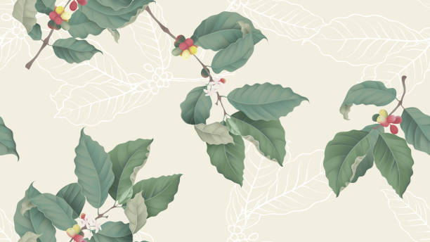 illustrations, cliparts, dessins animés et icônes de modèle sans couture d'arbre de café, branche de l'arbre de café sur le fond jaune clair, modèle de cru - branch tree leaf backgrounds