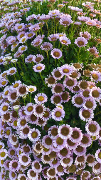 Stock photo of flowering lilac purple pink beach aster daisy flowers growing in English seaside wall with beach sand, wild flower Erigeron glaucus 'Sea Breeze' aster plant with pink blooms, perennial surviving in extreme conditions salty sea breeze, England, UK imagen de la floreciente playa rosa púrpura lila aster margarita flores que crecen en la pared junto al mar inglés con arena de playa, flor silvestre erigeron glaucus 'sea breeze' una planta con flores rosas, perenne sobreviviendo en condiciones extremas