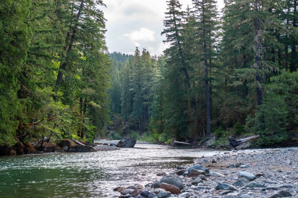 istock The Cowlitz River in Washington 1157691260
