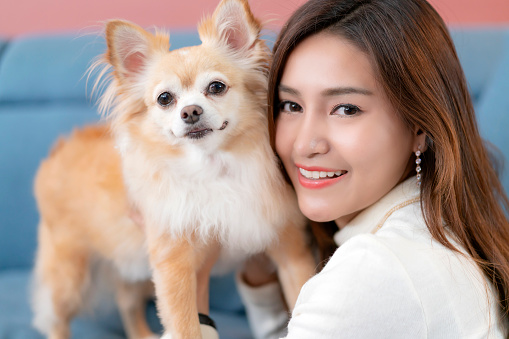 beautiful asian woman happiness smile enjoy with pretty brown chihuahua dog pet concept