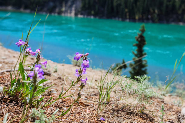 Miles Canyon Colorful waters of the Miles Canyon park outside of Whitehorse, where steamboats traveled to the Gold Rush in the past. yukon river canyon yukon whitehorse stock pictures, royalty-free photos & images