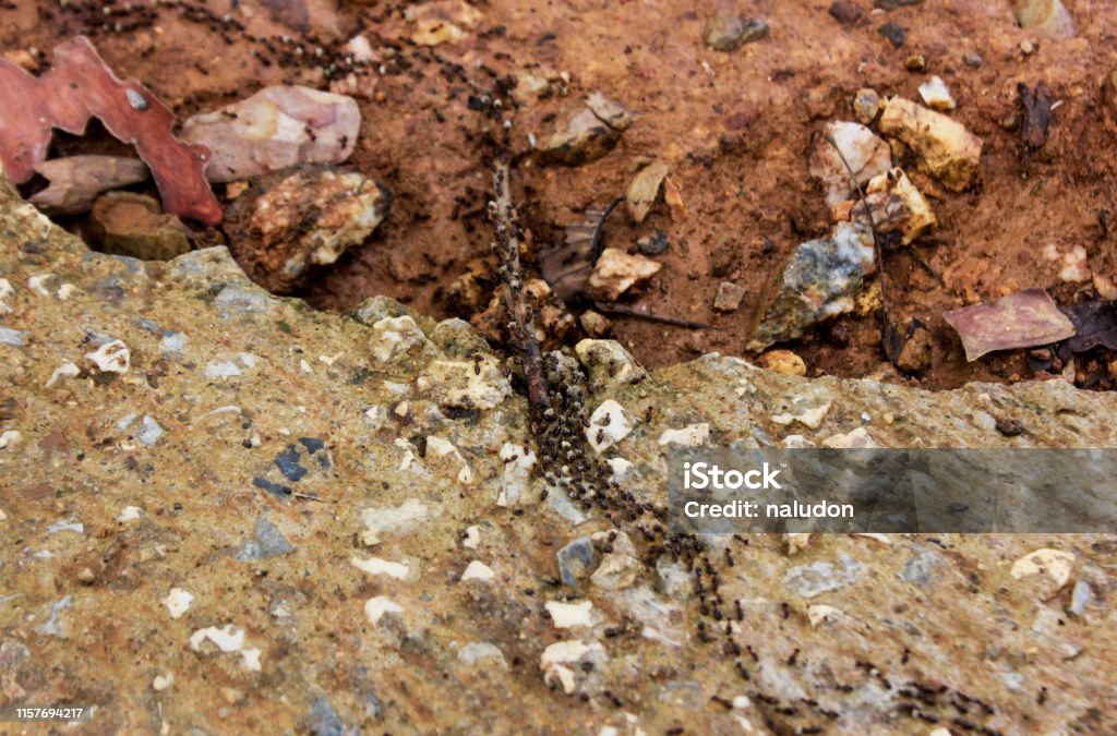 Ant Colony Optimization Algorithms Background Stock Photo - Download Image  Now - Ant, African Ethnicity, Animal - iStock