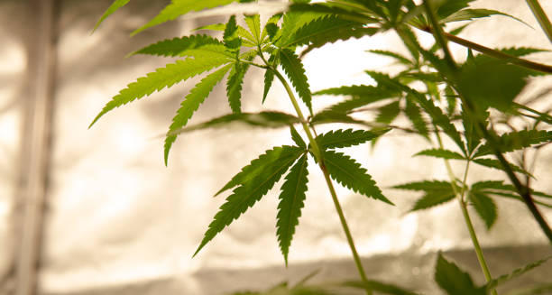 istock marijuana leaves under artificial light in a tent for growing 1157695318