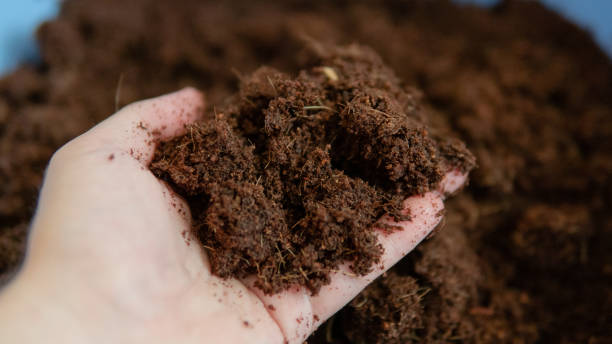 istock coconut soil for growing plants. The best soil for growing marijuana 1157695319