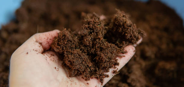 istock coconut soil for growing plants. The best soil for growing marijuana 1157695320
