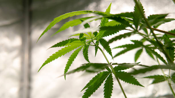istock marijuana leaves under artificial light in a tent for growing 1157695330