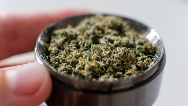 istock ground marijuana buds on a metal grinder. Ground Cannabis Flowers Before Use 1157695350