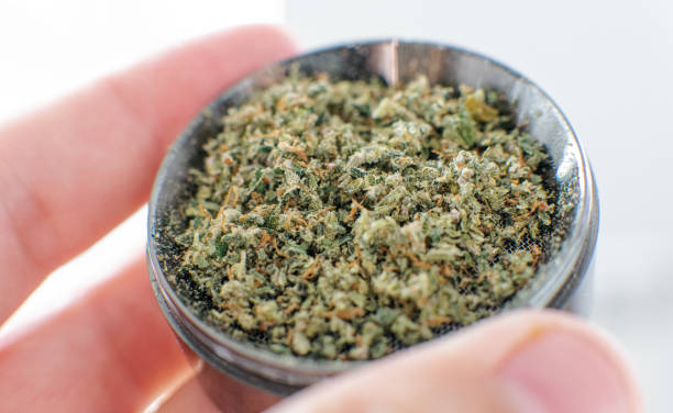 istock ground marijuana buds on a metal grinder. Ground Cannabis Flowers Before Use 1157695354
