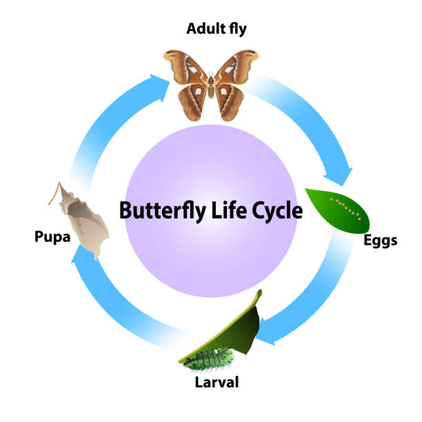 Butterfly Flowchart Butterfly Life Cycle Drawing Stock Photos, Pictures & Royalty-Free ...