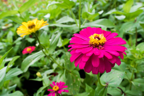 istock Amazing beautiful colorful flowers background 1157700614