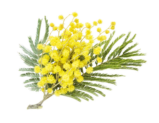 istock Acacia dealbata flowers isolated on a white 1157701323