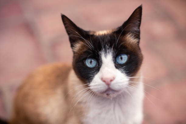 A domestic cat with light blue eye looking at camera while searching for food during lockdown in Malaysia.