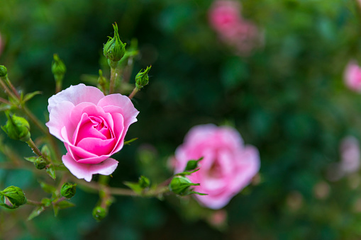 Blooming Pink Rose